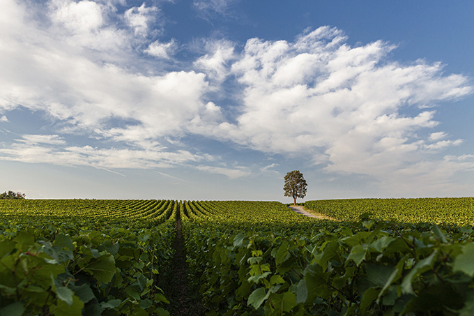 Ca' del Bosco_La Sughera_by Giuseppe La Spada_color_